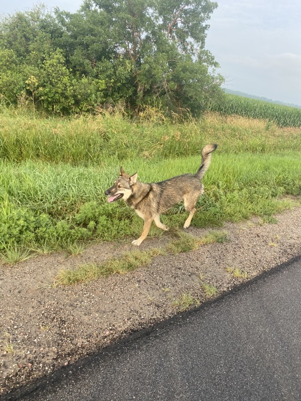 A random friendly dog that wanted to run with us all the way to D.C.