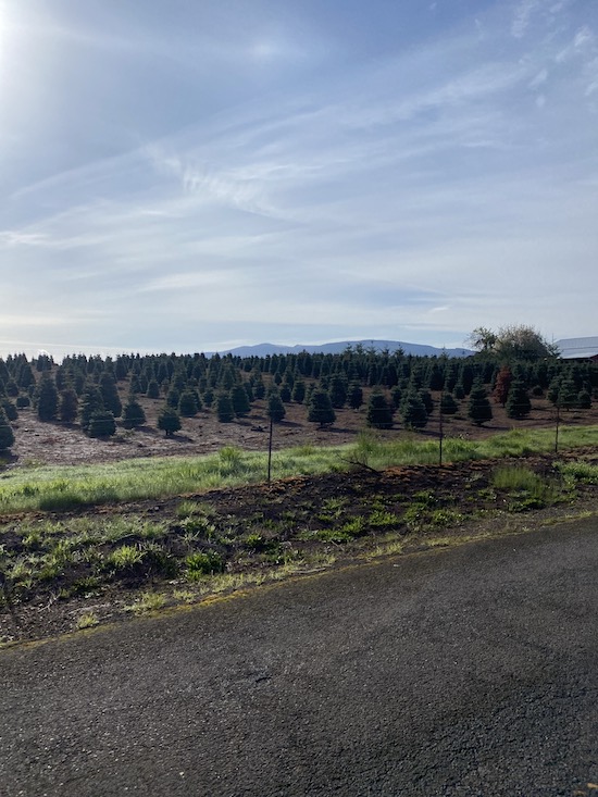 One of many Christmas tree farms on this side of the valley